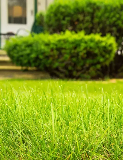 lawn-care-service-green-grass-jpg