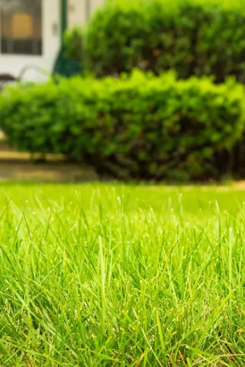 lawn-care-service-green-grass-jpg